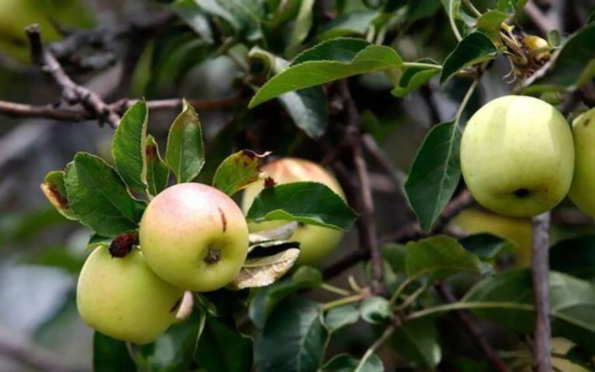 La manzana panochera se ubicó en el primer lugar nacional por su producción